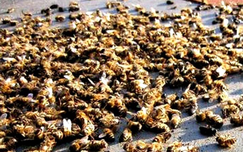 Bijensterfte